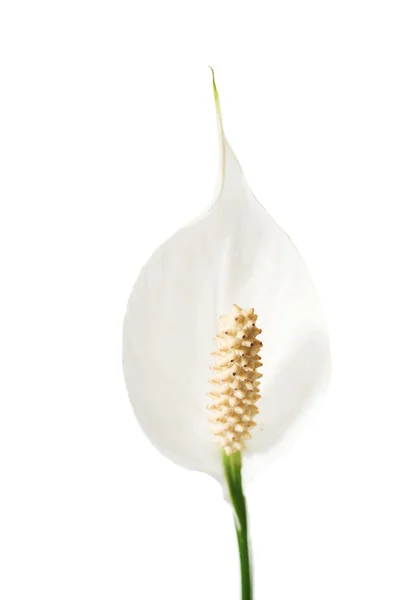 Tak van lily plant — Stockfoto