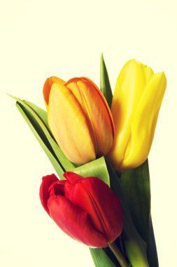 Taze lale çiçekleri.