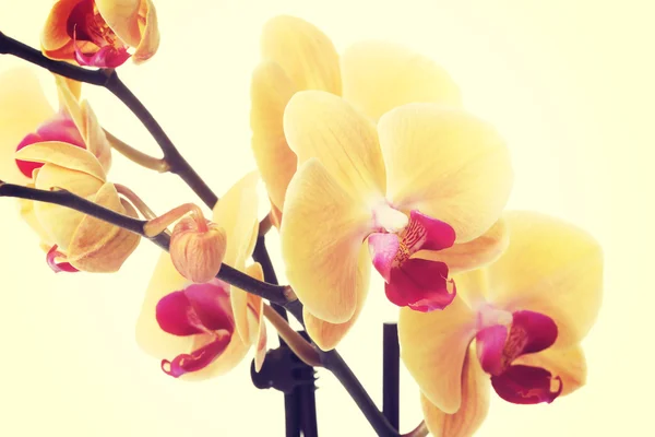 Flor amarela de orquídea fresca . — Fotografia de Stock