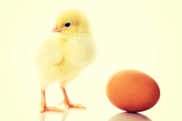 Small yellow chick with egg. — Stock Photo, Image