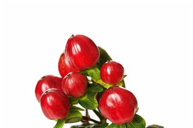 Kahve meyveleri Şubesi