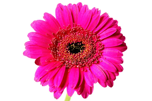 Zářivě růžové sedmikráska — Stock fotografie