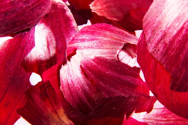 Kůže červená cibule — Stock fotografie