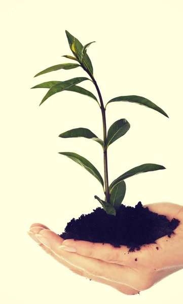 Mujer con planta y suciedad en la mano —  Fotos de Stock