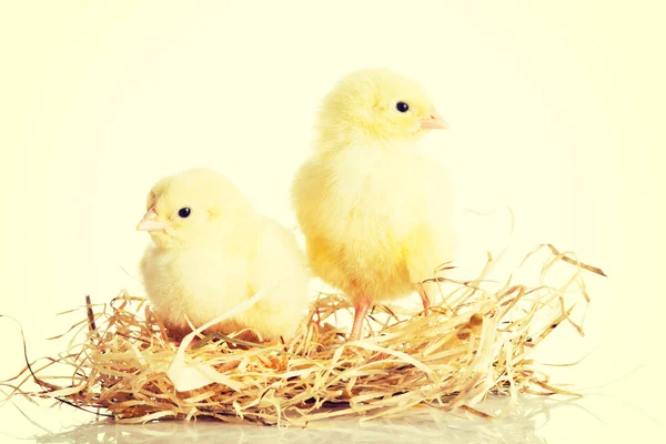 Kleine Hühner auf dem Nest. — Stockfoto