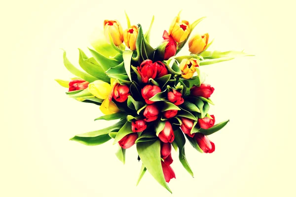 Fresh spring tulip flowers — Stock Photo, Image