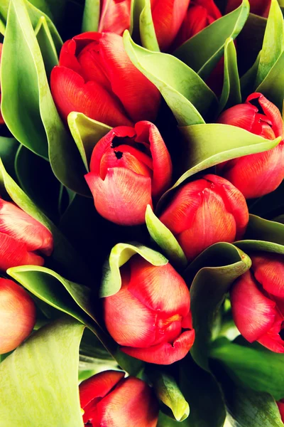 Flores frescas de tulipán de primavera . —  Fotos de Stock
