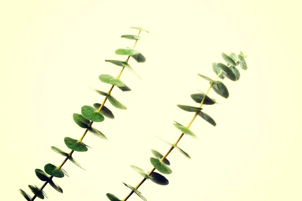 Una planta fresca verde . —  Fotos de Stock