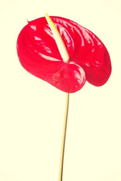 Red fresh flower. — Stock Photo, Image