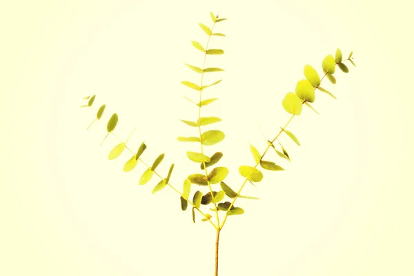 One green fresh plant. — Stock Photo, Image