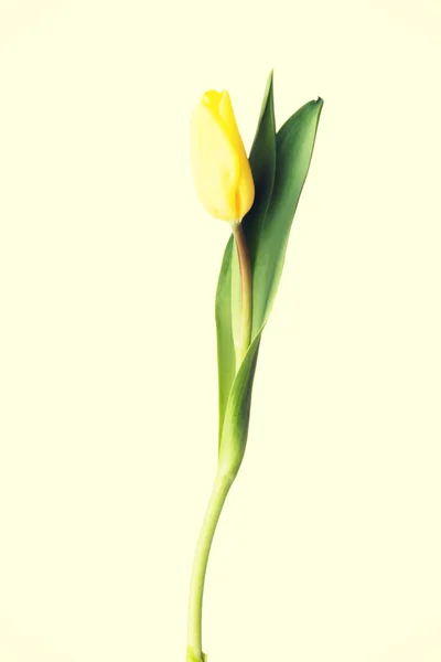 Fiore di tulipano giallo . — Foto Stock