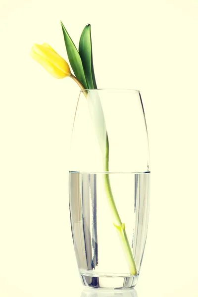 Yellow tulip flower. — Stock Photo, Image