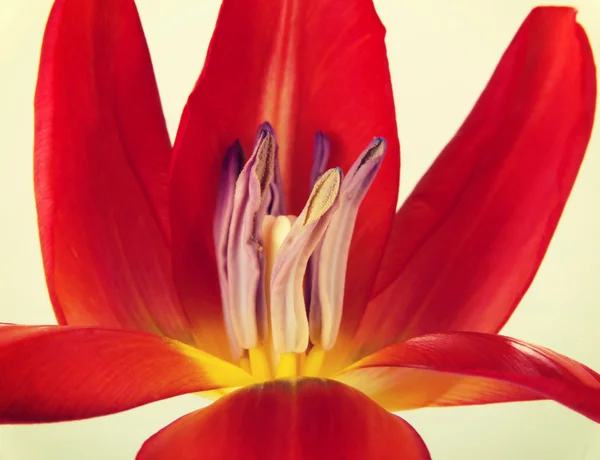 Flor roja del tulipán . — Foto de Stock