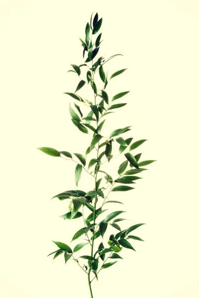 1 つの緑の新鮮な植物. — ストック写真