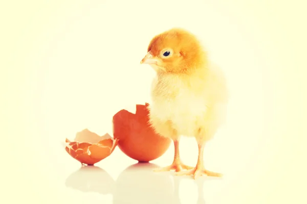 Yellow Chicken and eggshell — Stock Photo, Image