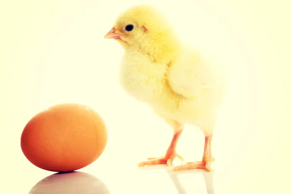 닭고기와 달걀 — 스톡 사진