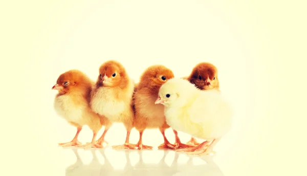 Группа маленьких цыплят . — стоковое фото