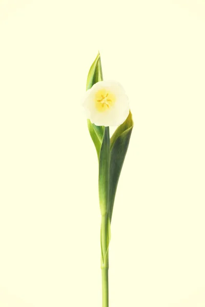 White tulip flower. — Stock Photo, Image