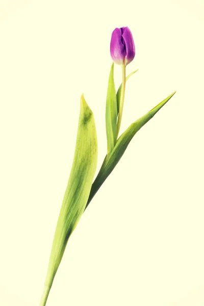 Purple tulip flower. — Stock Photo, Image