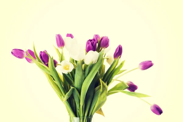 Flores de tulipa de primavera frescas — Fotografia de Stock