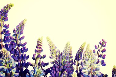 Mor Bahçe lupines