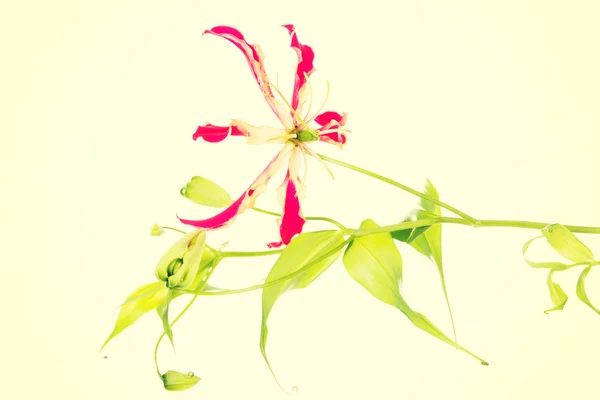 Red fresh decortive flower. — Stock Photo, Image