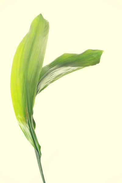 Fresh green plant — Stock Photo, Image