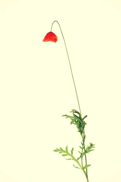 Red poppy flower. — Stock Photo, Image