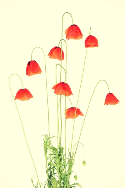 Rote Mohnblumen. — Stockfoto