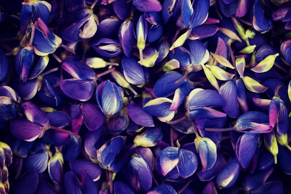 紫色的花园羽扇豆. — 图库照片