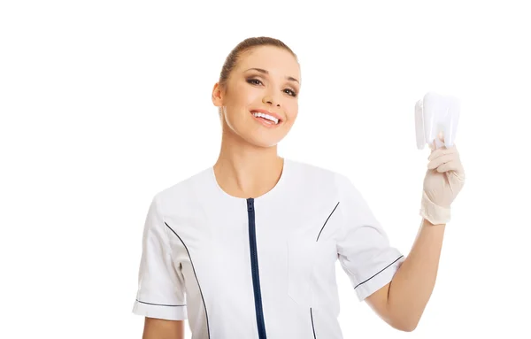 Dentista segurando um modelo de dente — Fotografia de Stock