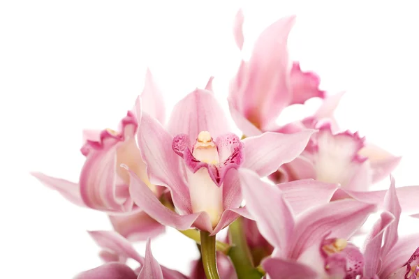 Beautiful fresh lily bouquet. — Stock Photo, Image