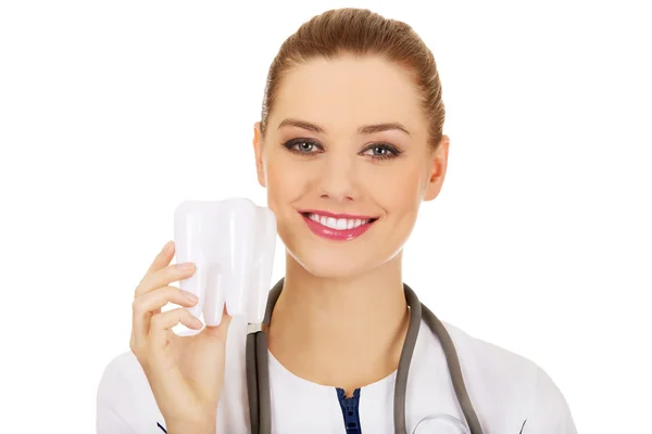 Female dentist holding a tooth model. — Stock Photo, Image