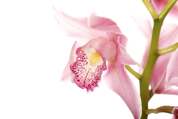 Prachtige verse roze lily. — Stockfoto