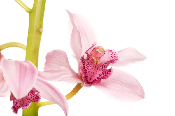 Prachtige verse roze lily. — Stockfoto