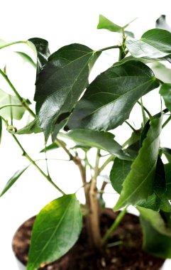 Çin ebegümeci yaprakları