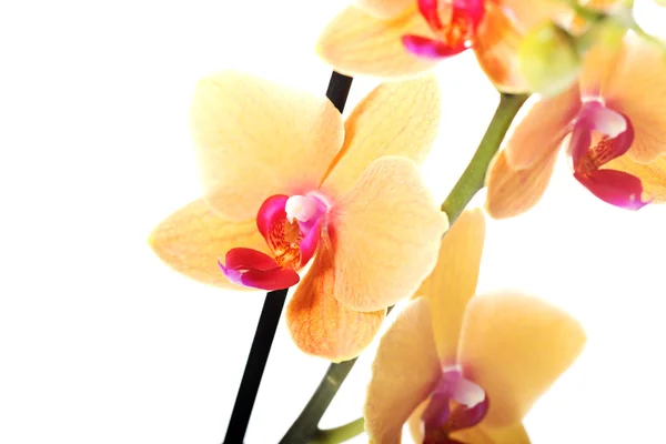 Ramo di fiore di orchidea — Foto Stock