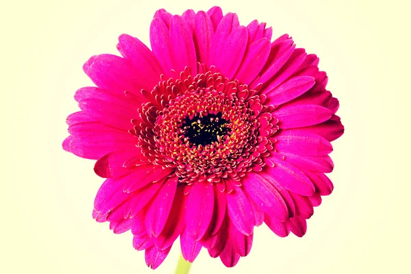 Bright pink daisy — Stock Photo, Image