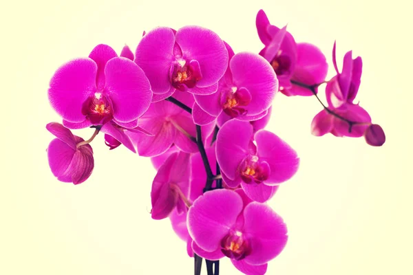 Tak van violet orchid — Stockfoto