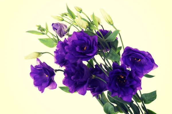 Fioletowe kwiaty zbliżyć — Zdjęcie stockowe