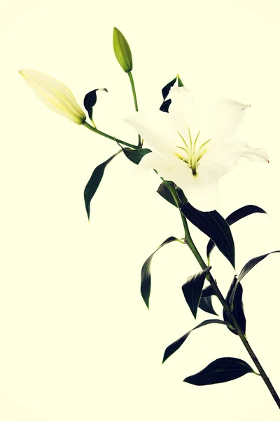 Белая лилия и бутон — стоковое фото