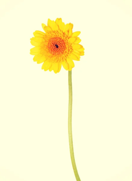 Yellow flower — Stock Photo, Image