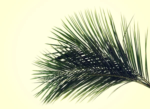 Foglia verde di palma — Foto Stock