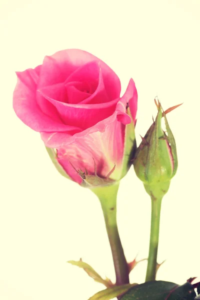 Pink rose — Stock Photo, Image