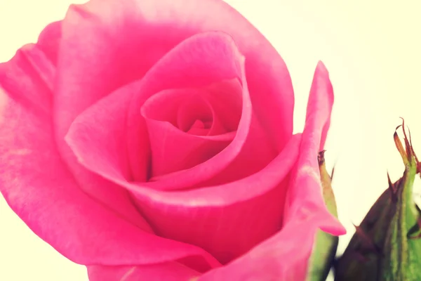 Pink rose — Stock Photo, Image