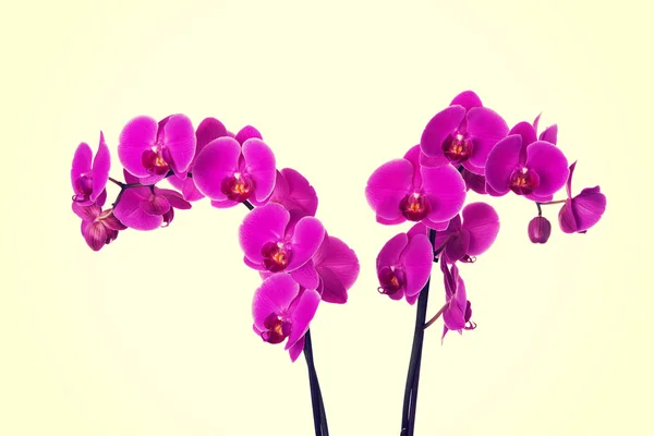 Two branches of violet orchids — 图库照片