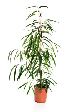 Bir tencerede Dracaena çiçek