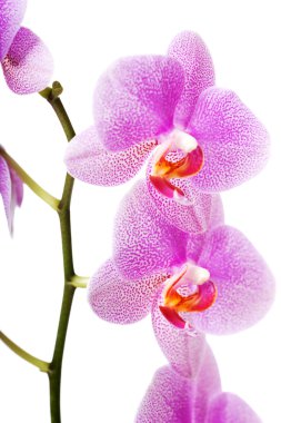 Banch orkide çiçek