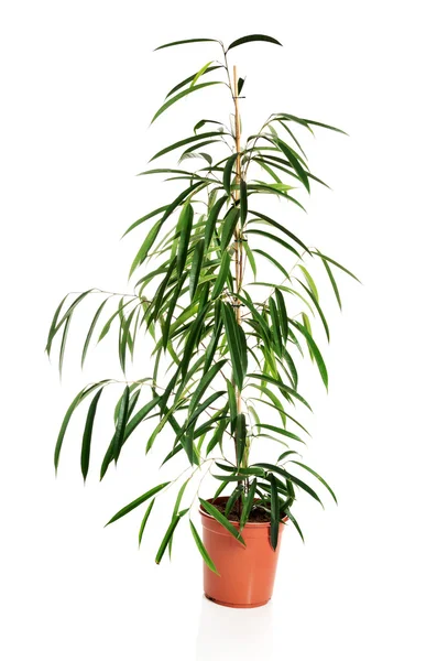 Bir tencerede Dracaena çiçek