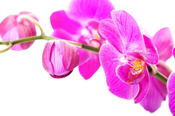 Banch van orchideebloemen — Stockfoto